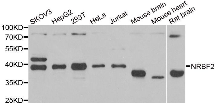 Western blot - NRBF2 antibody (144-06462)