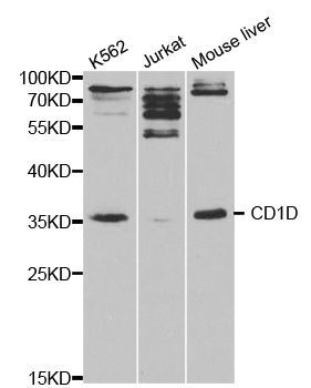 Western blot - CD1D Polyclonal Antibody (144-01760)