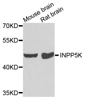 Western blot - INPP5K antibody (144-07807)