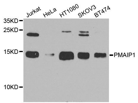 Western blot - PMAIP1 antibody (144-09801)
