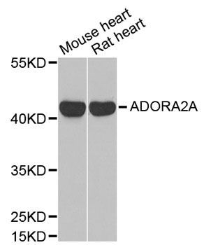 Western blot - ADORA2A antibody (144-01587)