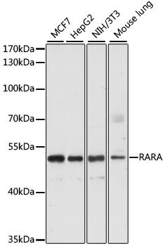 Western blot - RARA Polyclonal Antibody (144-00370)