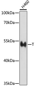 Western blot