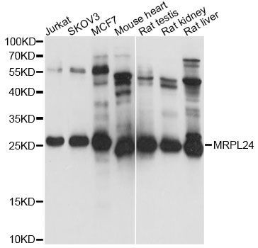 Western blot - MRPL24 antibody (144-61404)