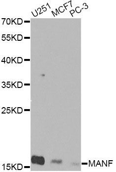 Western blot - MANF Antibody (144-07005)