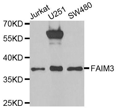 Western blot - FAIM3 antibody (144-06320)