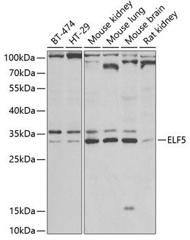 Western blot