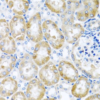Immunohistochemistry - GNRH2 antibody (144-08424)