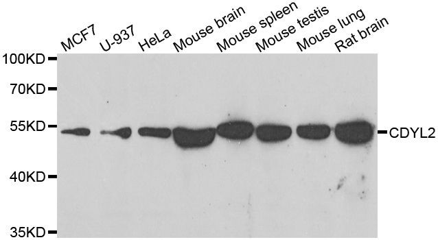 Western blot - CDYL2 antibody (144-07401)