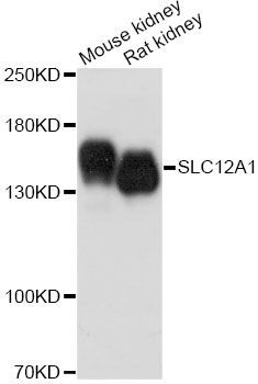 Western blot - SLC12A1 antibody (144-60140)