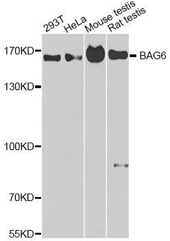 Western blot - BAG6 Polyclonal Antibody (144-02010)