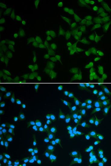 Immunofluorescence - SPIN1 antibody (144-05853)