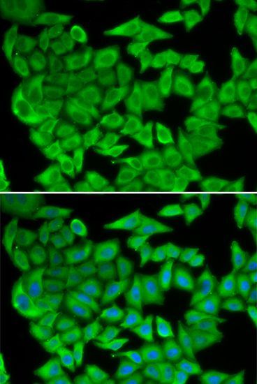 Immunofluorescence - MDH2 antibody (144-013516)