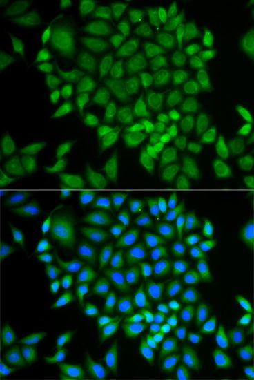 Immunofluorescence - GLRX antibody (144-05315)