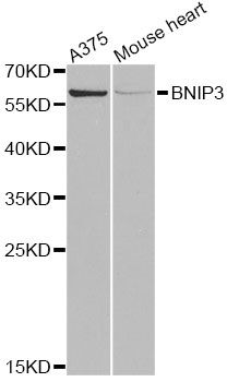 Western blot - BNIP3 Polyclonal Antibody (144-05683)