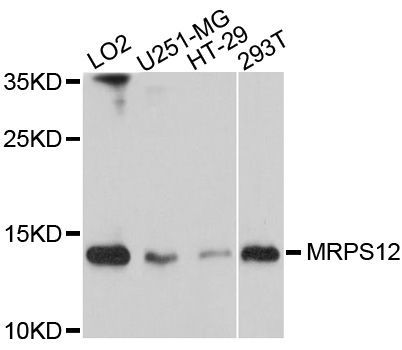 Western blot - MRPS12 Polyclonal Antibody (144-10573)