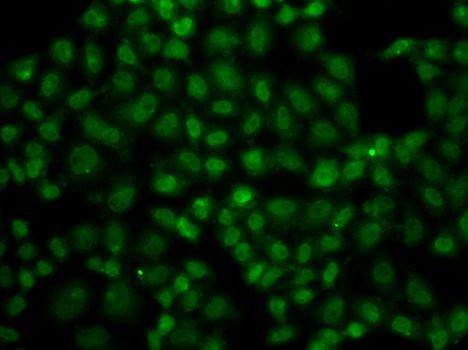 Immunofluorescence - USP26 Polyclonal Antibody (144-07999)