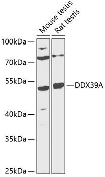 Western blot