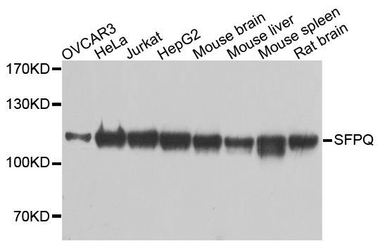 Western blot - SFPQ Polyclonal Antibody (144-00958)