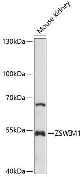 Western blot