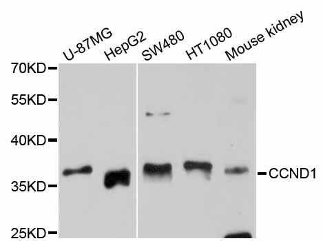 Western blot - CCND1 Polyclonal Antibody (144-11022)