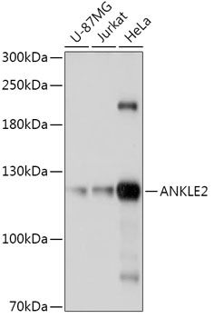 Western blot
