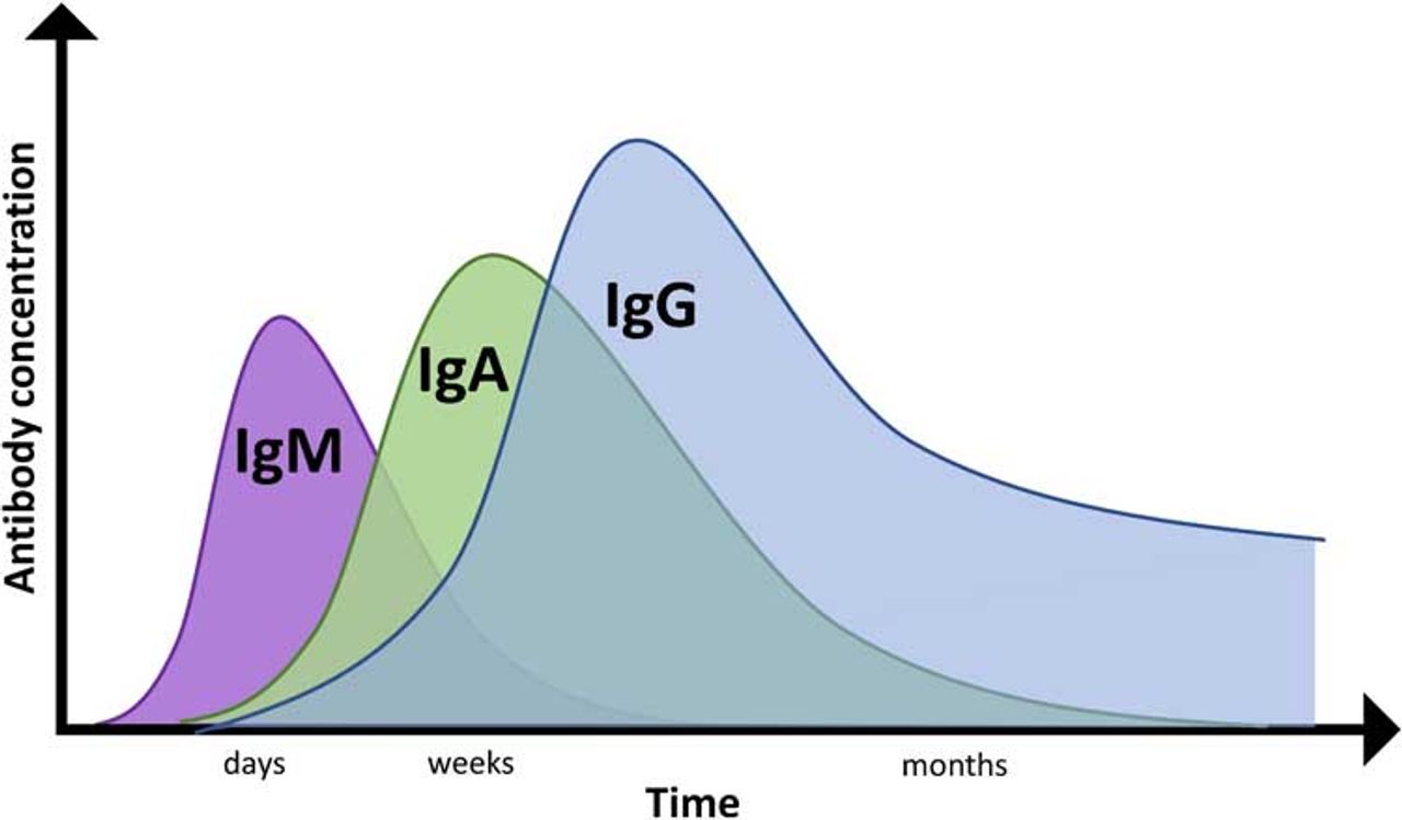 General antibody profile across time following infection. Antibody profiles vary across individuals and health status.