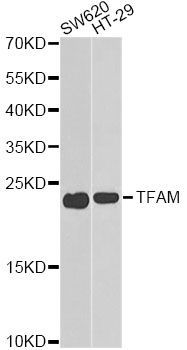 Western blot - TFAM Polyclonal Antibody (144-013552)