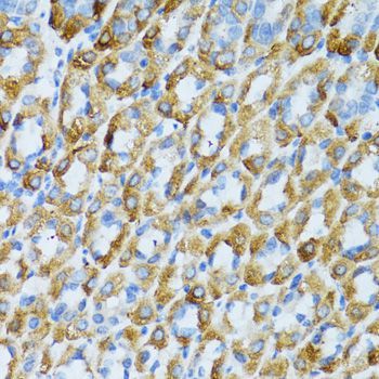 Immunohistochemistry - PSRC1 antibody (144-05484)