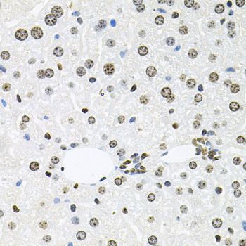 Immunohistochemistry - HDAC3 antibody (144-012542)
