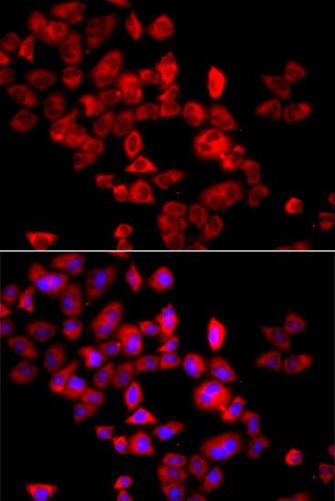 Immunofluorescence - EIF4G1 antibody (144-07552)