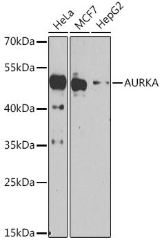 Western blot