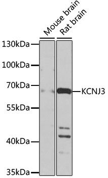 Western blot