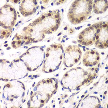 Immunohistochemistry - RNF2 Polyclonal Antibody (144-05563)