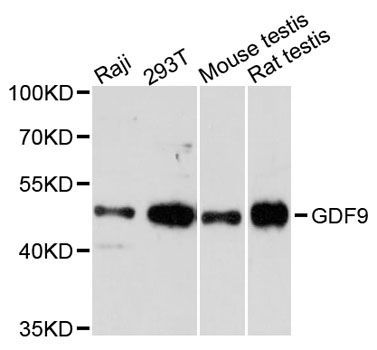 Western blot - GDF9 antibody (144-02739)