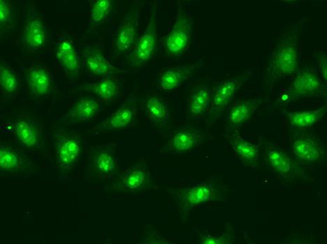 Immunofluorescence - POLR2D Polyclonal Antibody (144-01859)
