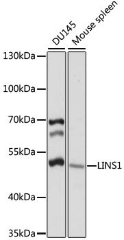 Western blot