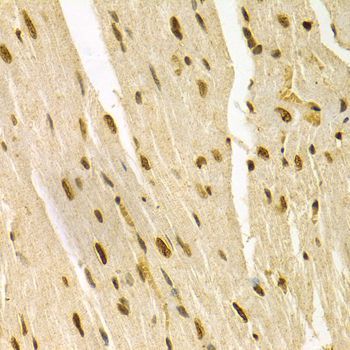 Immunohistochemistry - MAPK3 Polyclonal Antibody (144-00228)
