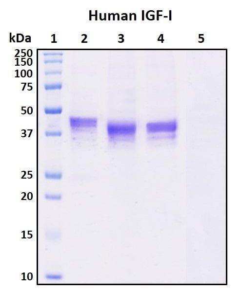 SDS-PAGE