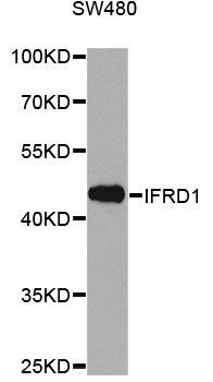 Western blot - IFRD1 antibody (144-60280)