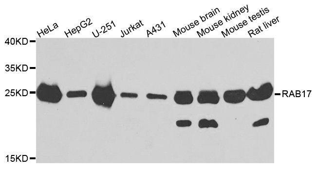 Western blot - RAB17 antibody (144-07831)
