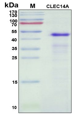 SDS-PAGE