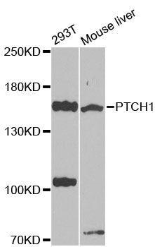 Western blot - PTCH1 Polyclonal Antibody (144-00826)