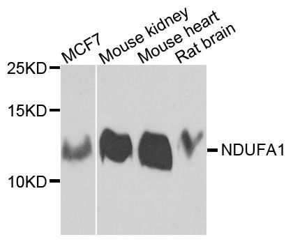 Western blot - NDUFA1 antibody (144-08326)