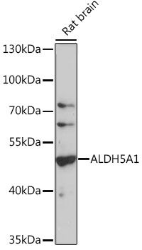 Western blot