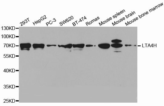 Western blot - LTA4H antibody (144-02502)