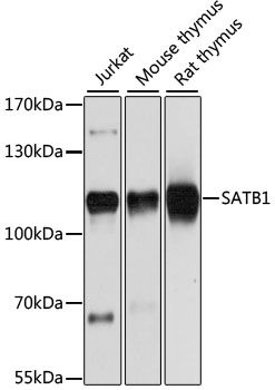 Western blot - SATB1 antibody (144-05800)
