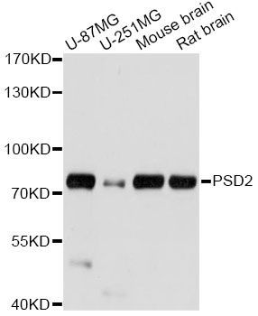 Western blot - PSD2 antibody (144-60666)