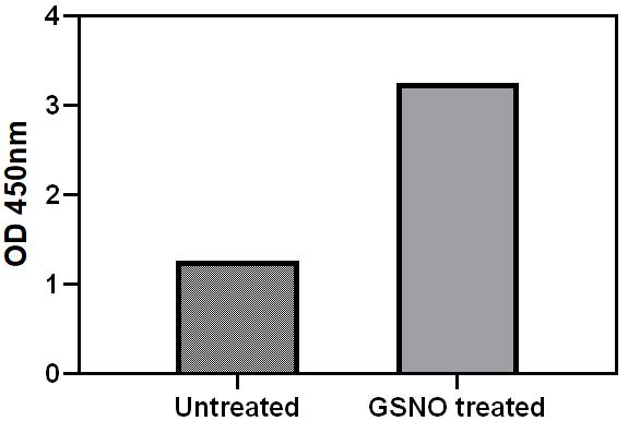 GSNO Stimulation of Cell Lysate