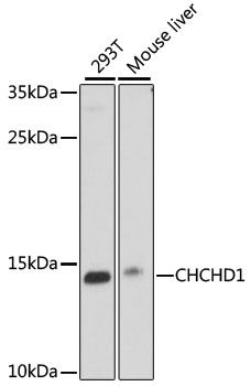 Western blot - CHCHD1 antibody (144-015941)